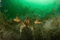   crawfish was quiet interested my camera me followed while. picture taken winter Lake Constance Bodensee South Germany. while Germany  